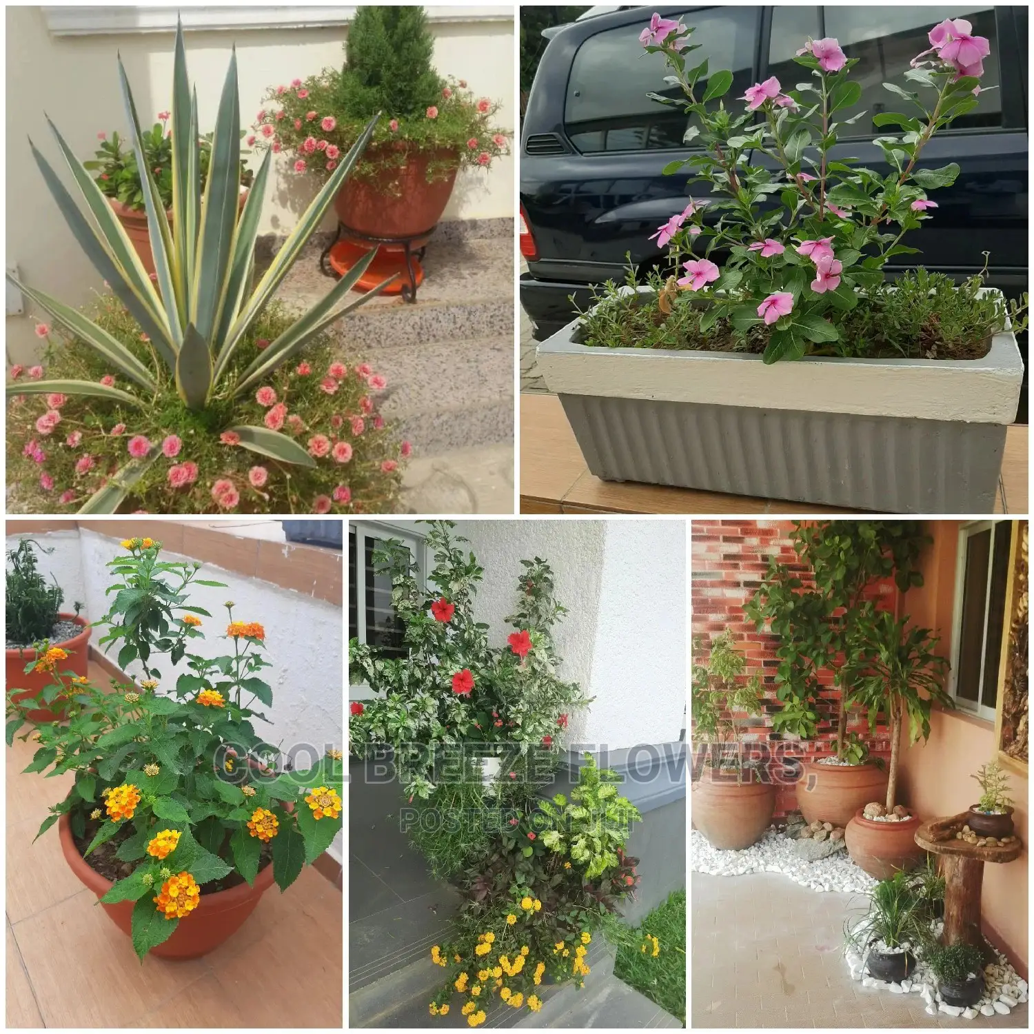 Air Purifying Flowers Indoors Outdoor Plants