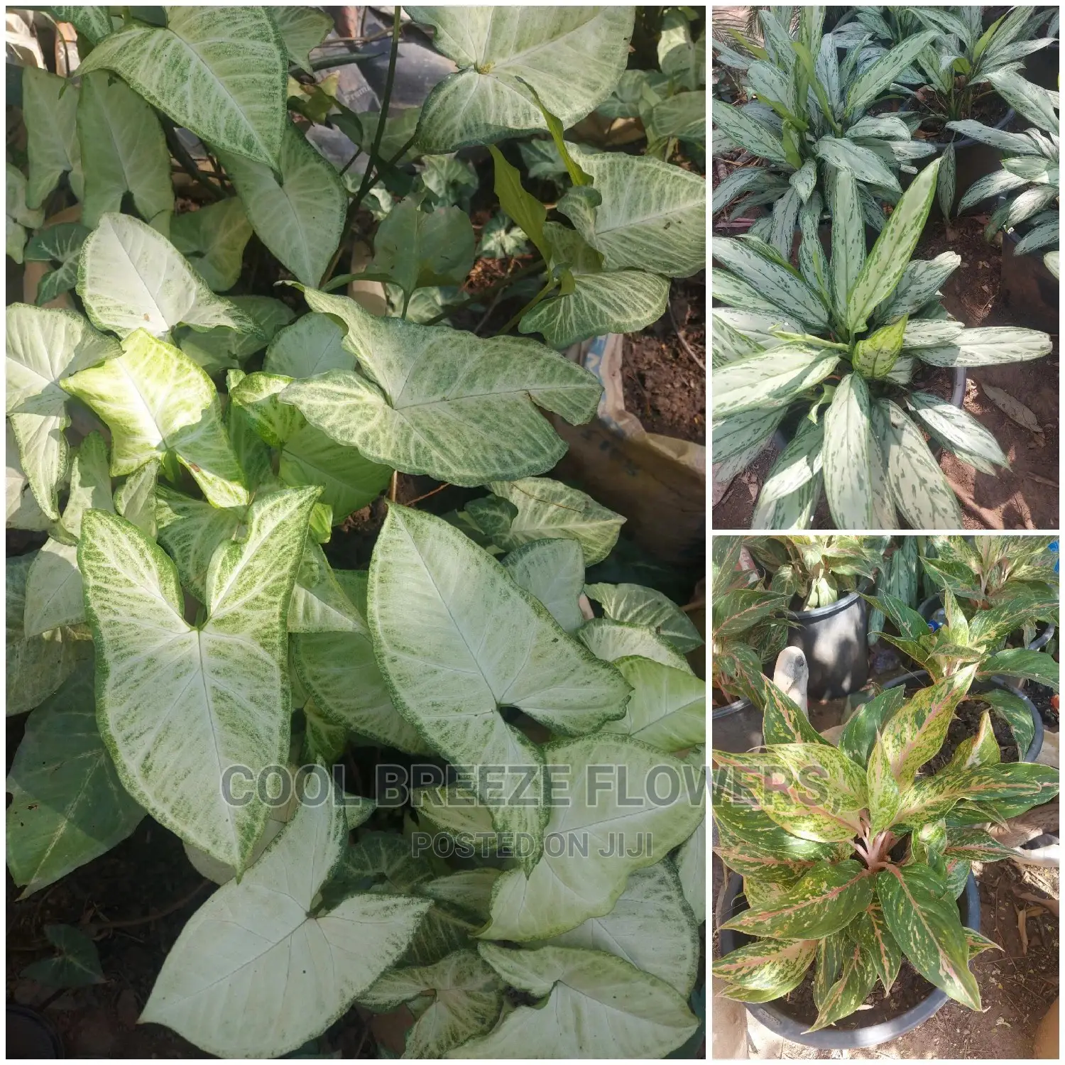 Air Purifying Flowers Indoors Outdoor Plants