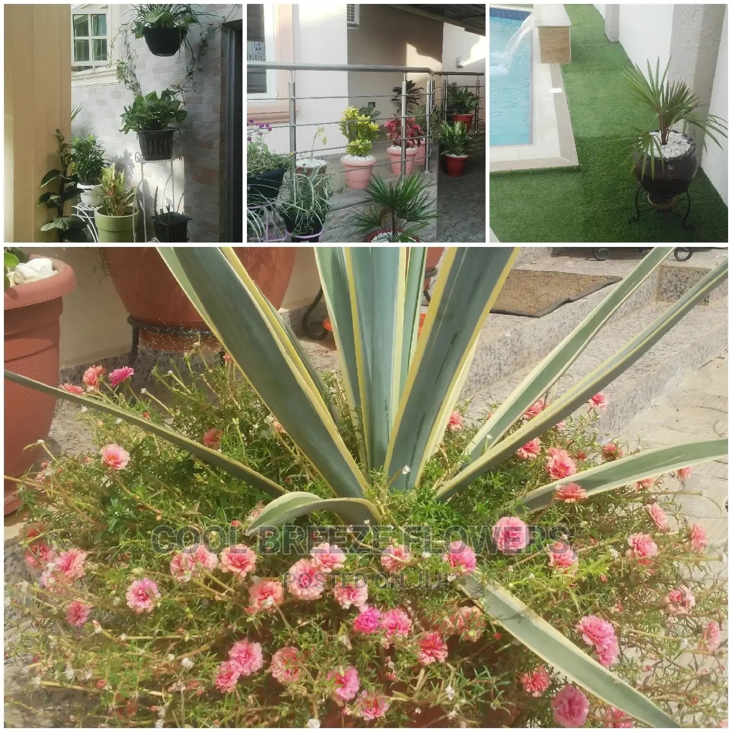 Air Purifying Flowers Indoors Outdoor Plants