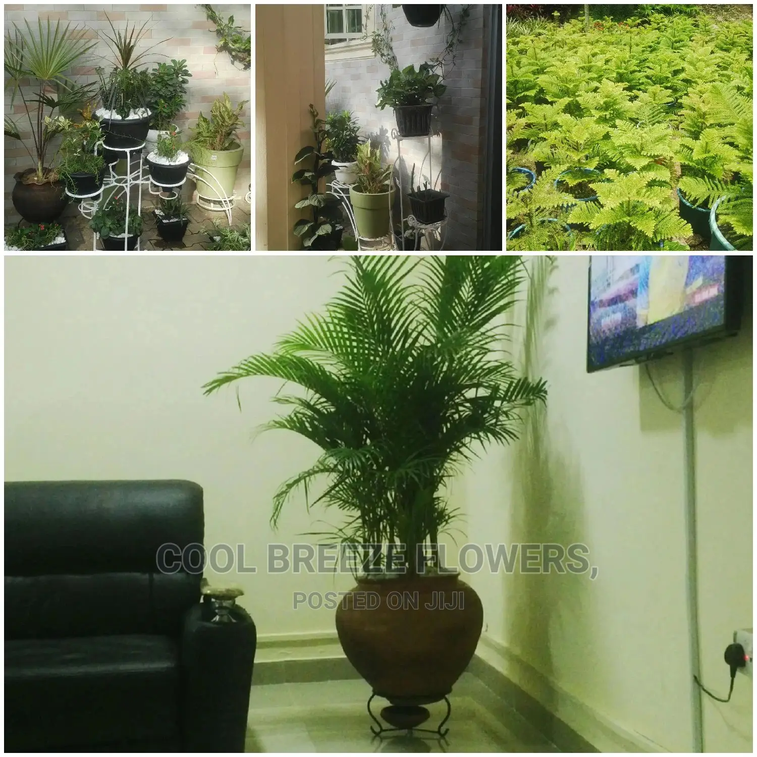 Air Purifying Flowers Indoors Outdoor Plants