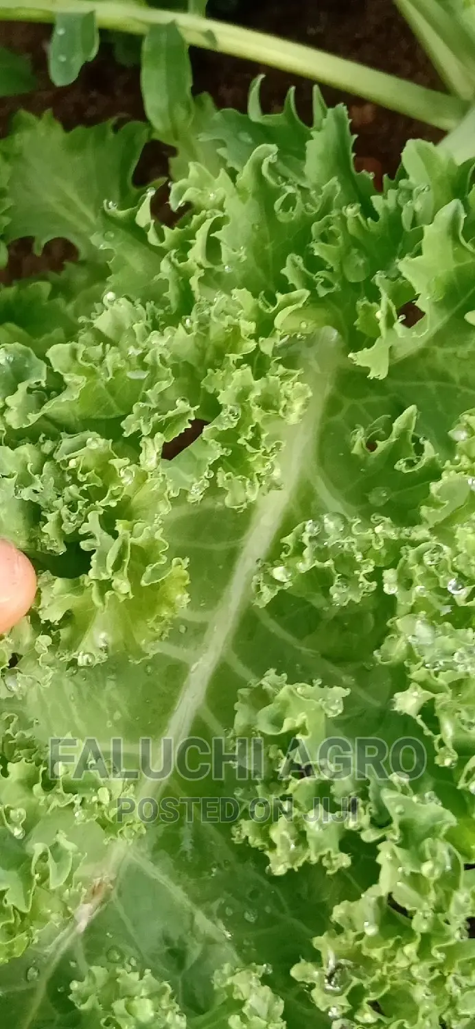 Fresh Organic Herbs and Vegetable Leaves (Now Available )