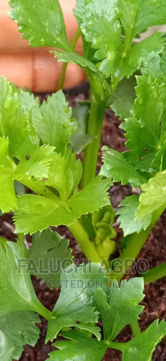 Fresh Organic Herbs and Vegetable Leaves (Now Available )