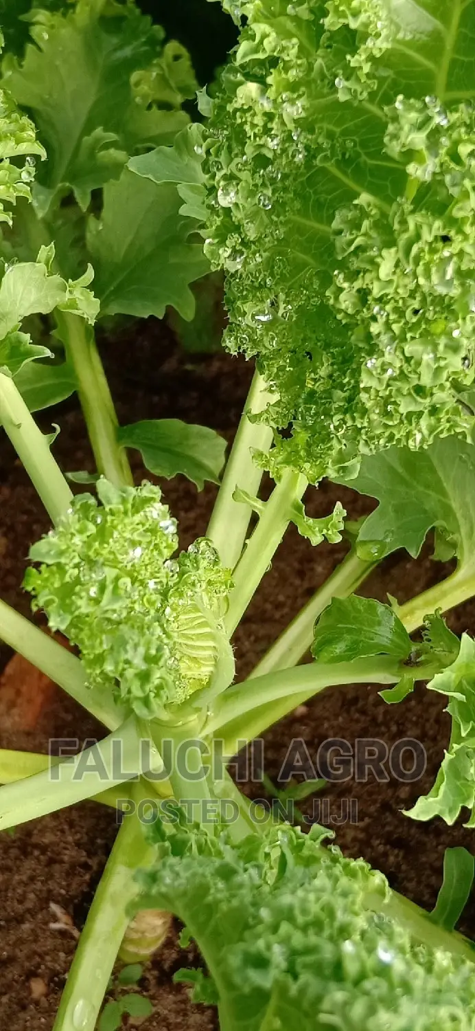 Fresh Organic Herbs and Vegetable Leaves (Now Available )