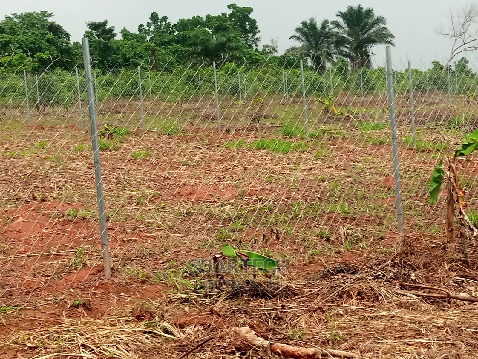 Cattle Ranch Using Chain Link