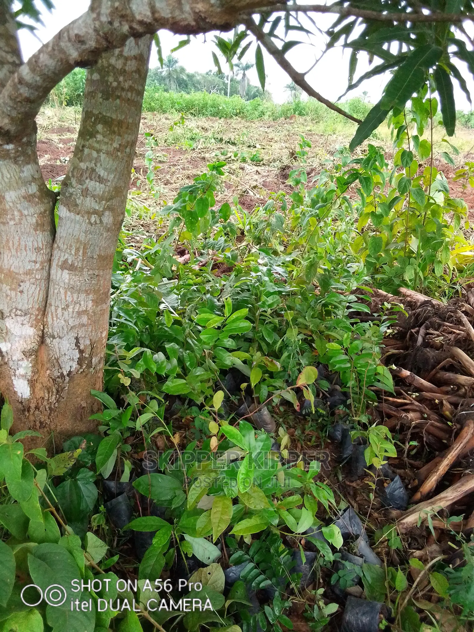Soursop Seedlings