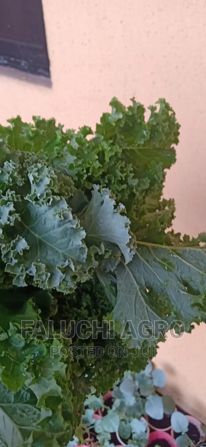 Kale Vegetable Leaf .