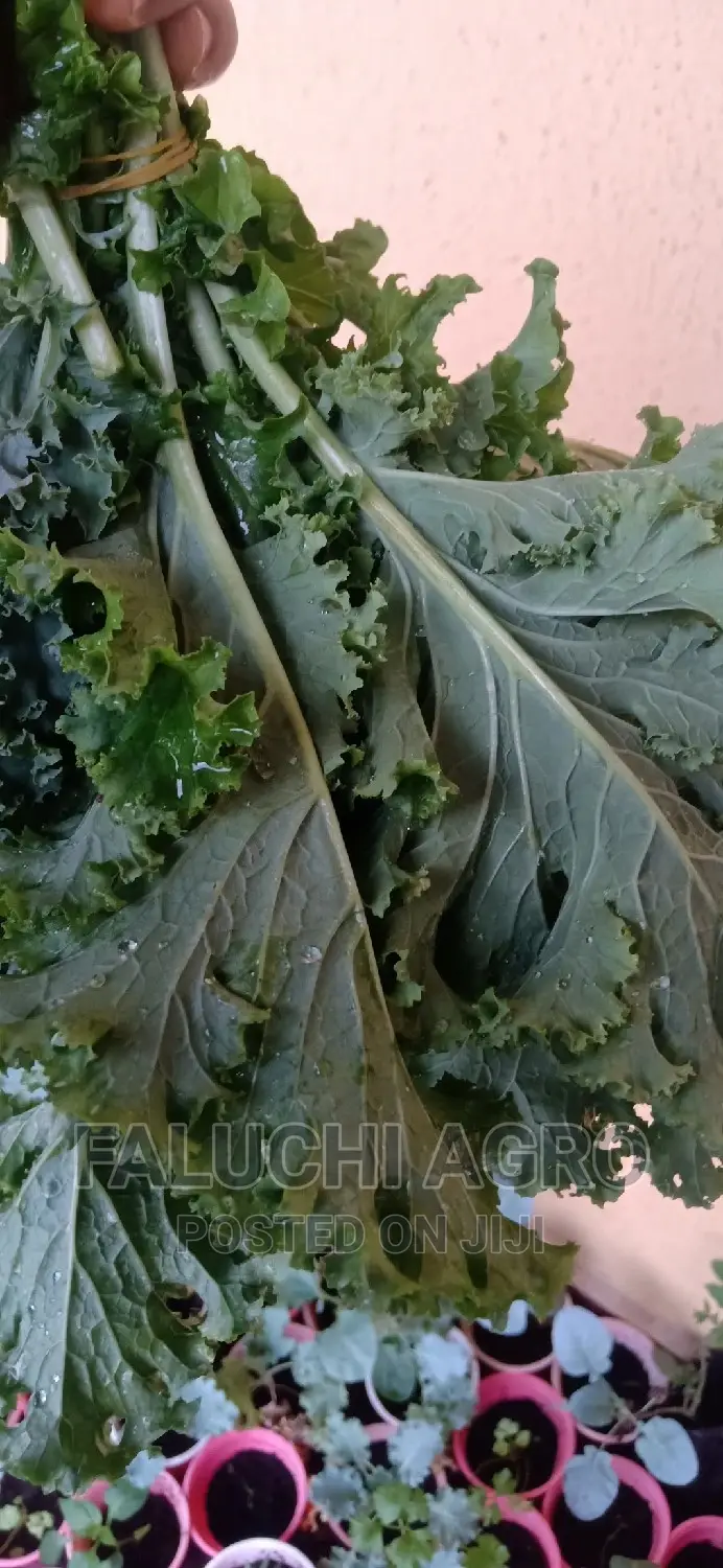 Kale Vegetable Leaf .