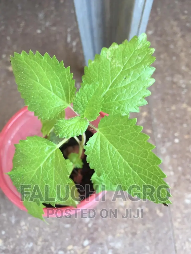 Organic Lemon Balm