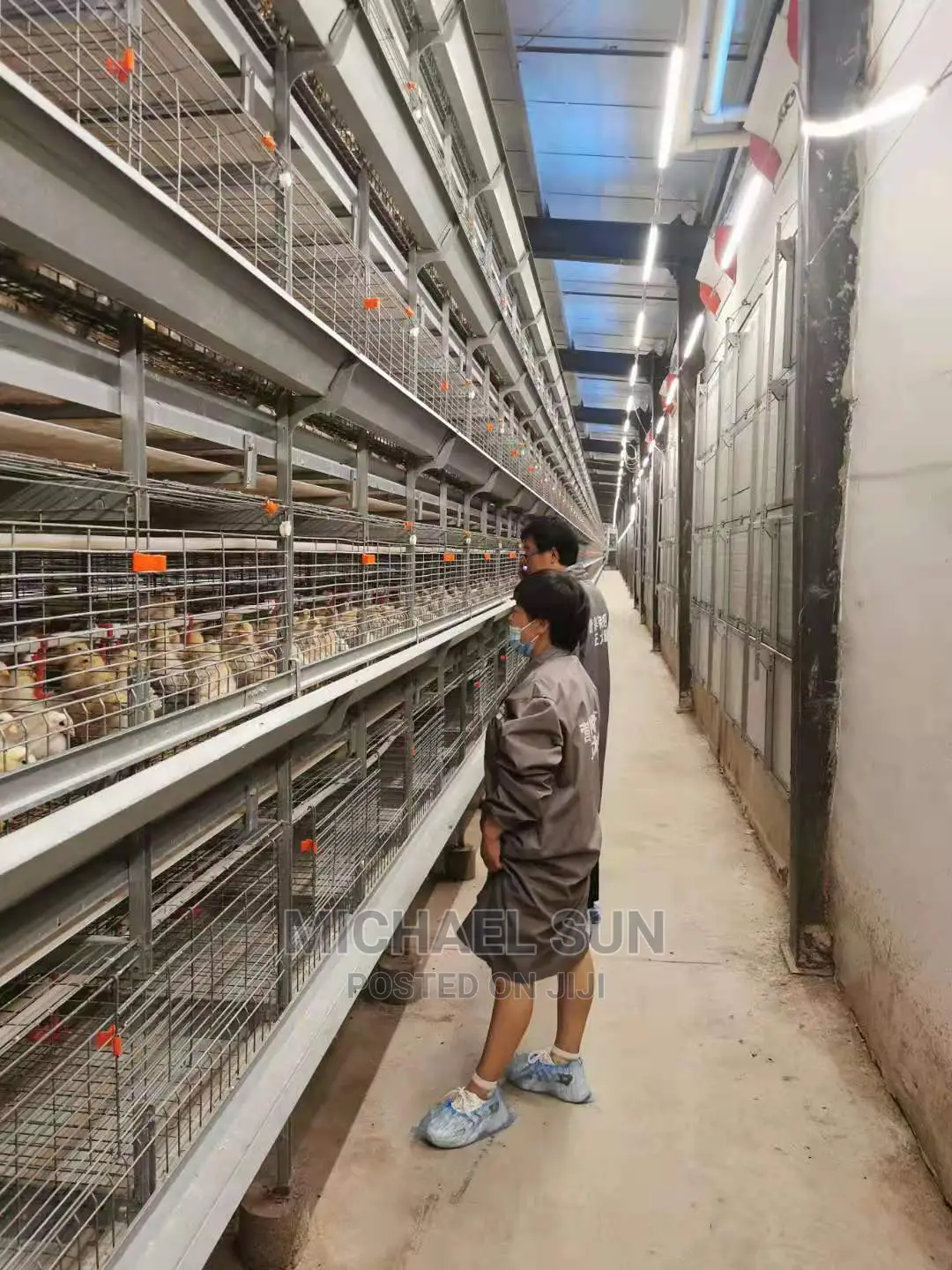 Best Battery Cages