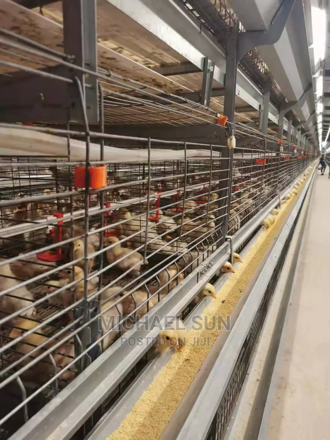Best Battery Cages