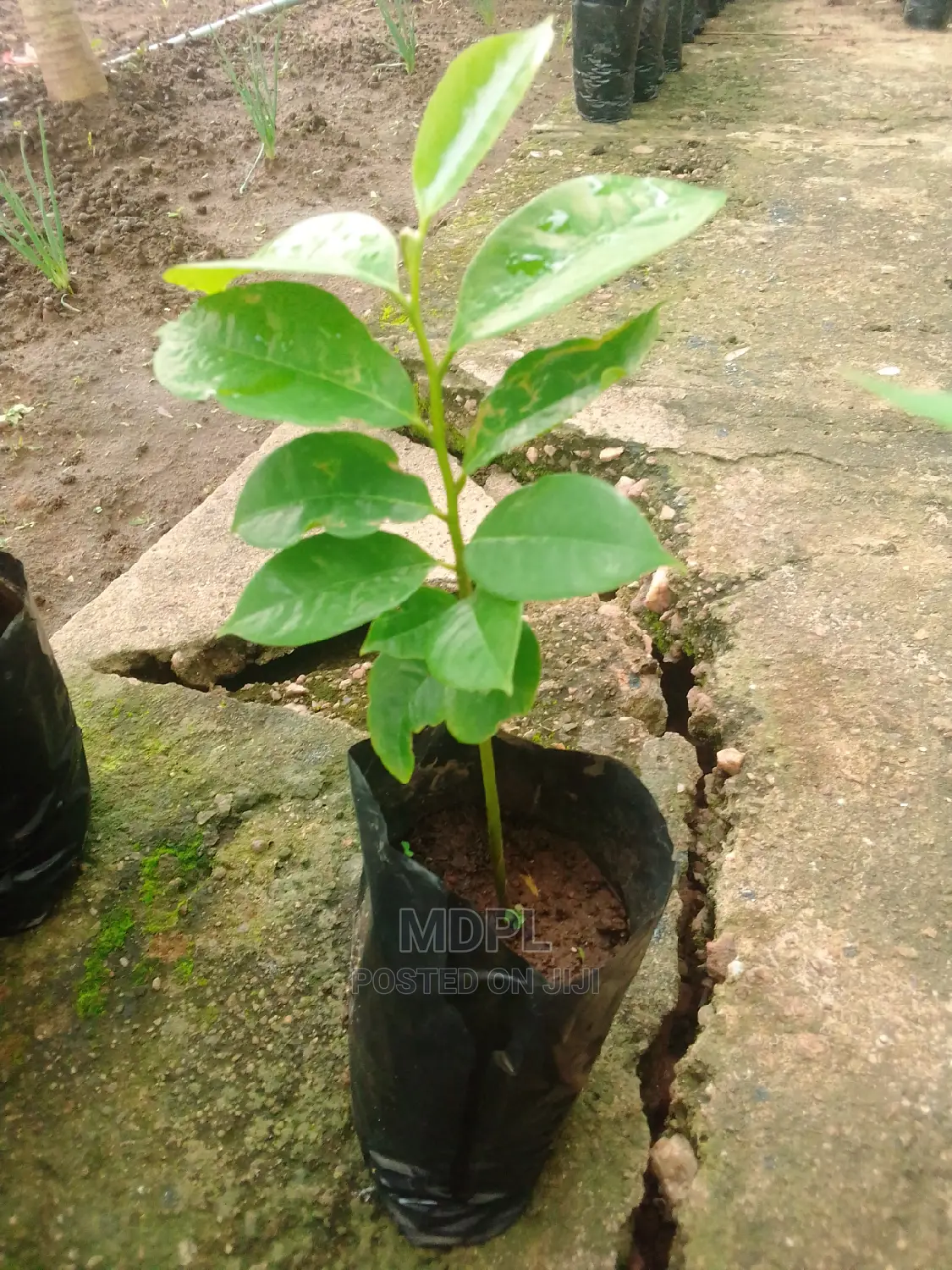 Soursop (Guanabana) Seedlings