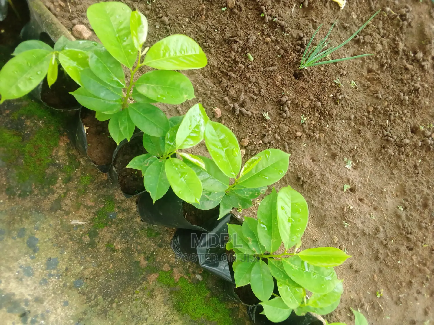 Soursop (Guanabana) Seedlings