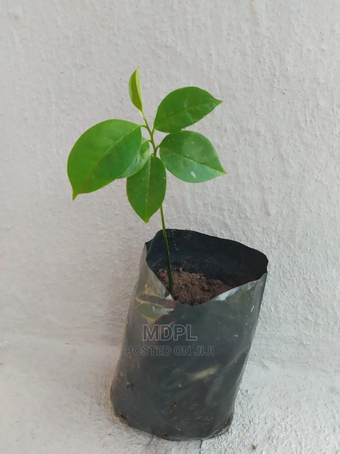 Soursop (Guanabana) Seedlings
