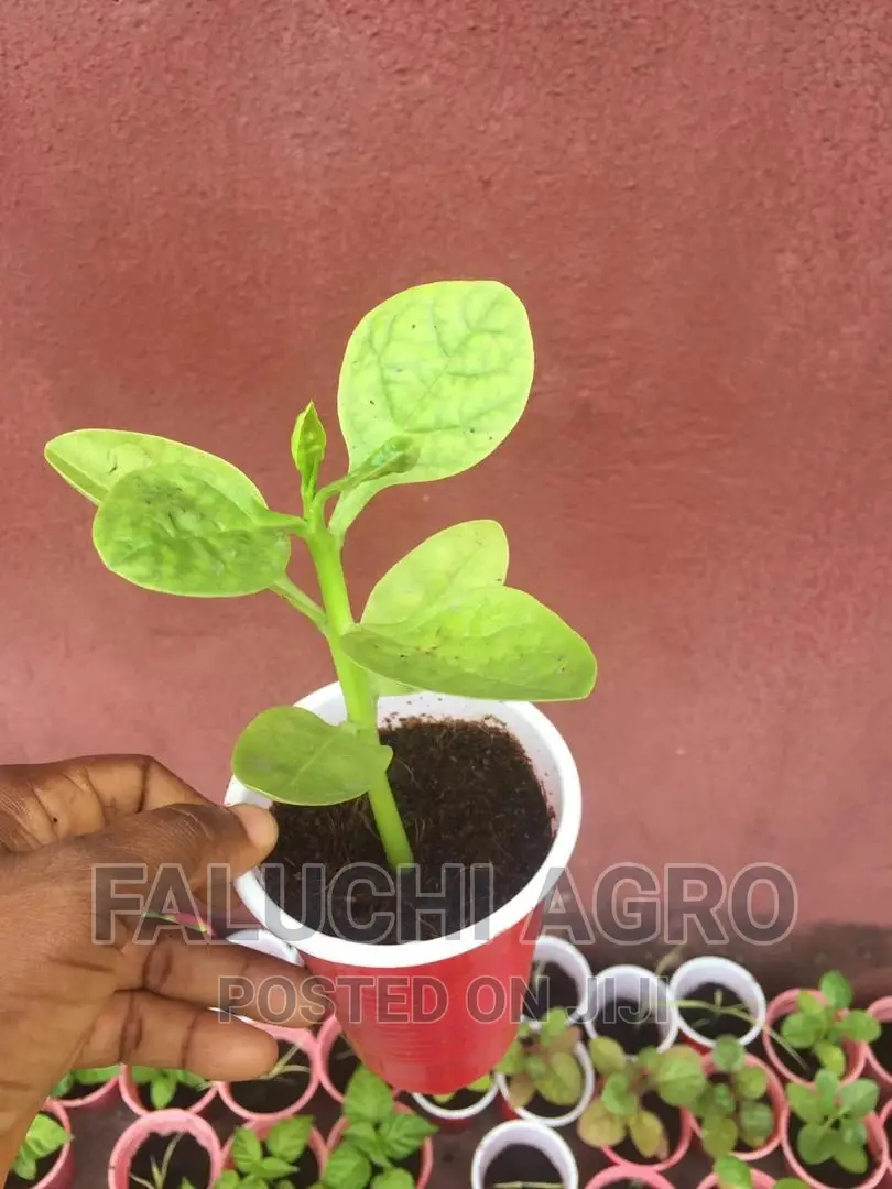 Herbs and Vegetables Seedling(Kale,Basil,Oregano,Rosemary.