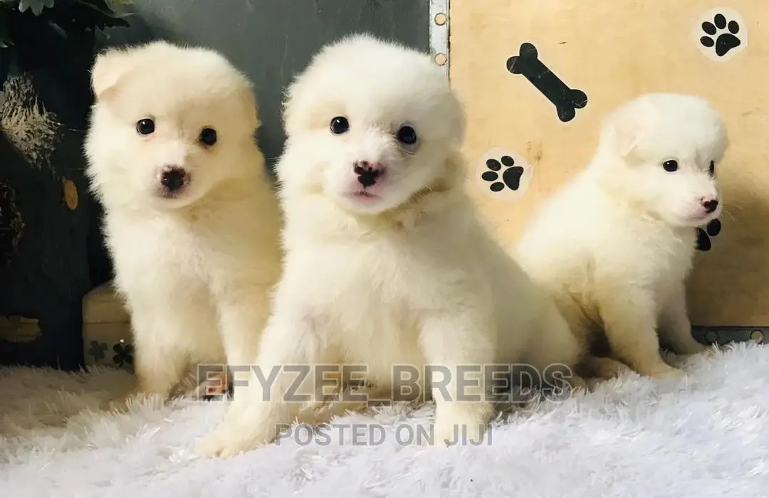 1-3 Month Male Purebred American Eskimo