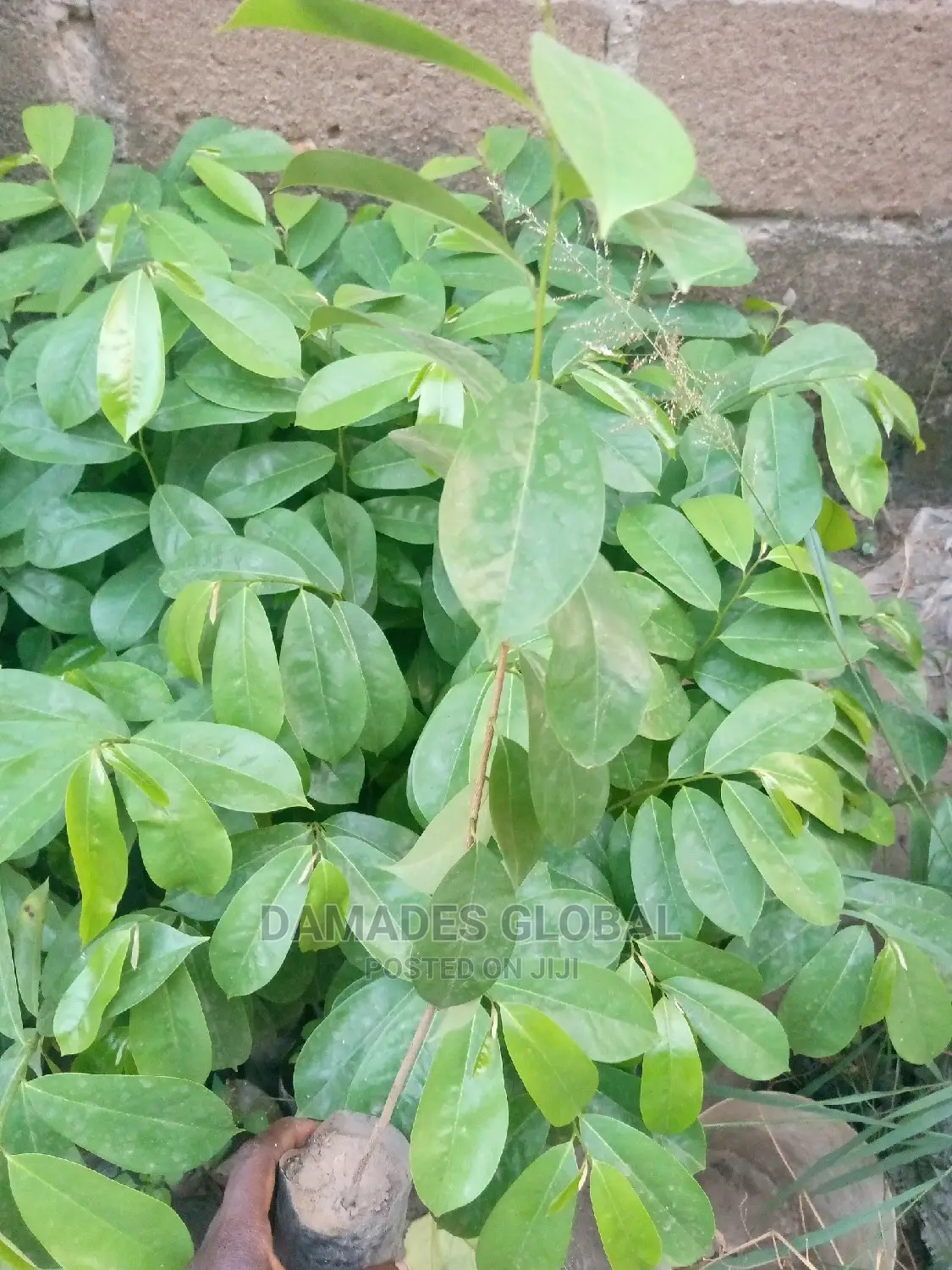 Soursop Seedling (Hybrid and Early Maturing)