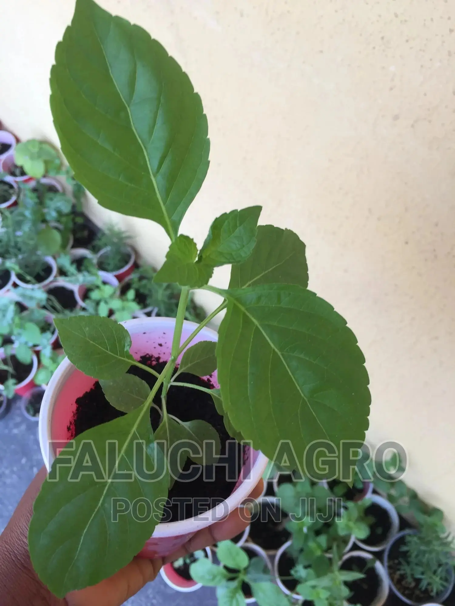 Organic Scent Leaf Seedlings