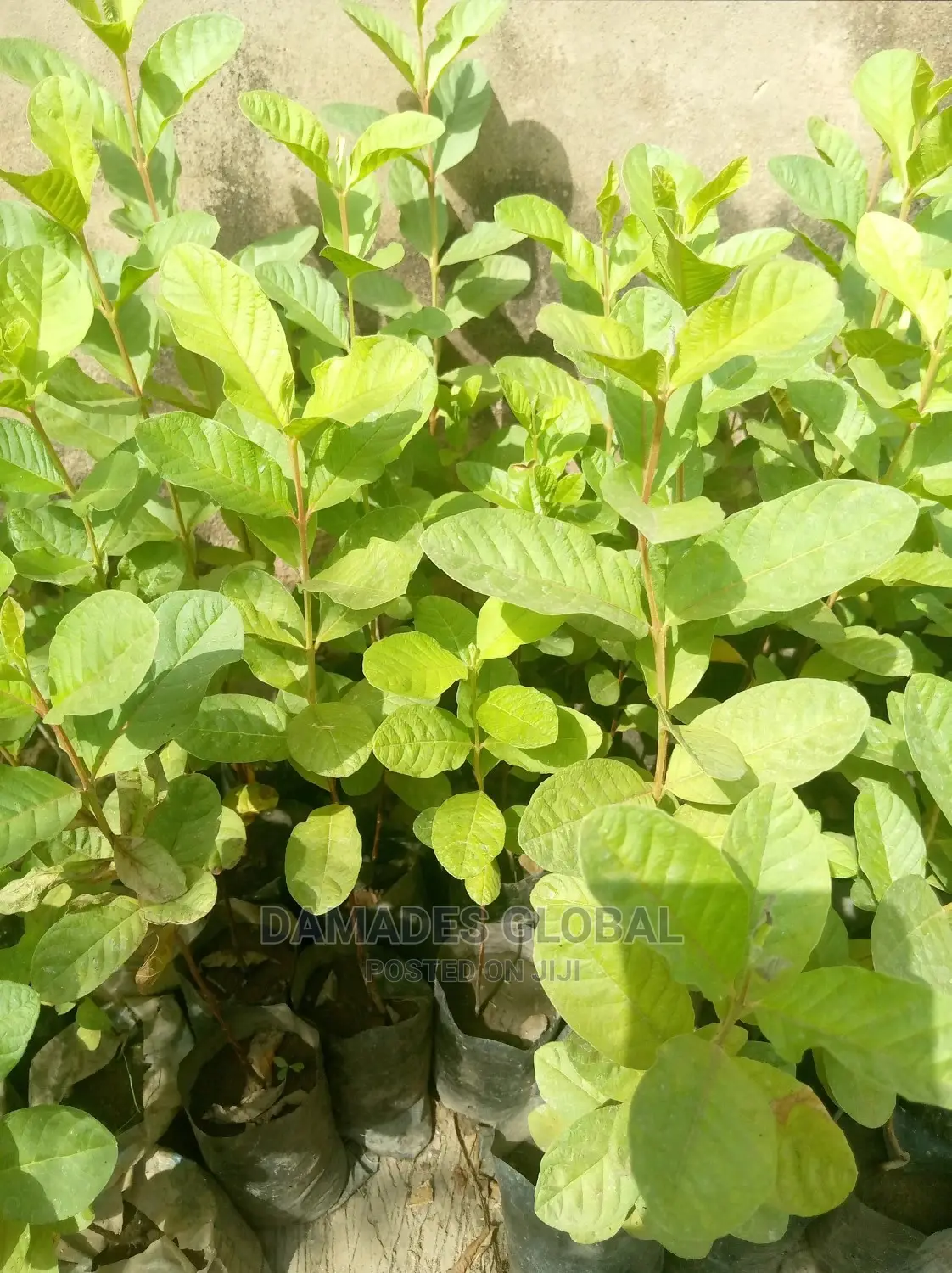 Jumbo Guava Seedling