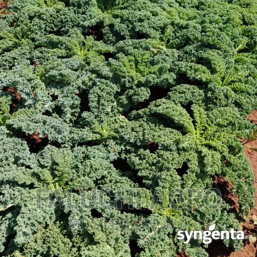 Curly Kale Seeds (2500 Seeds)