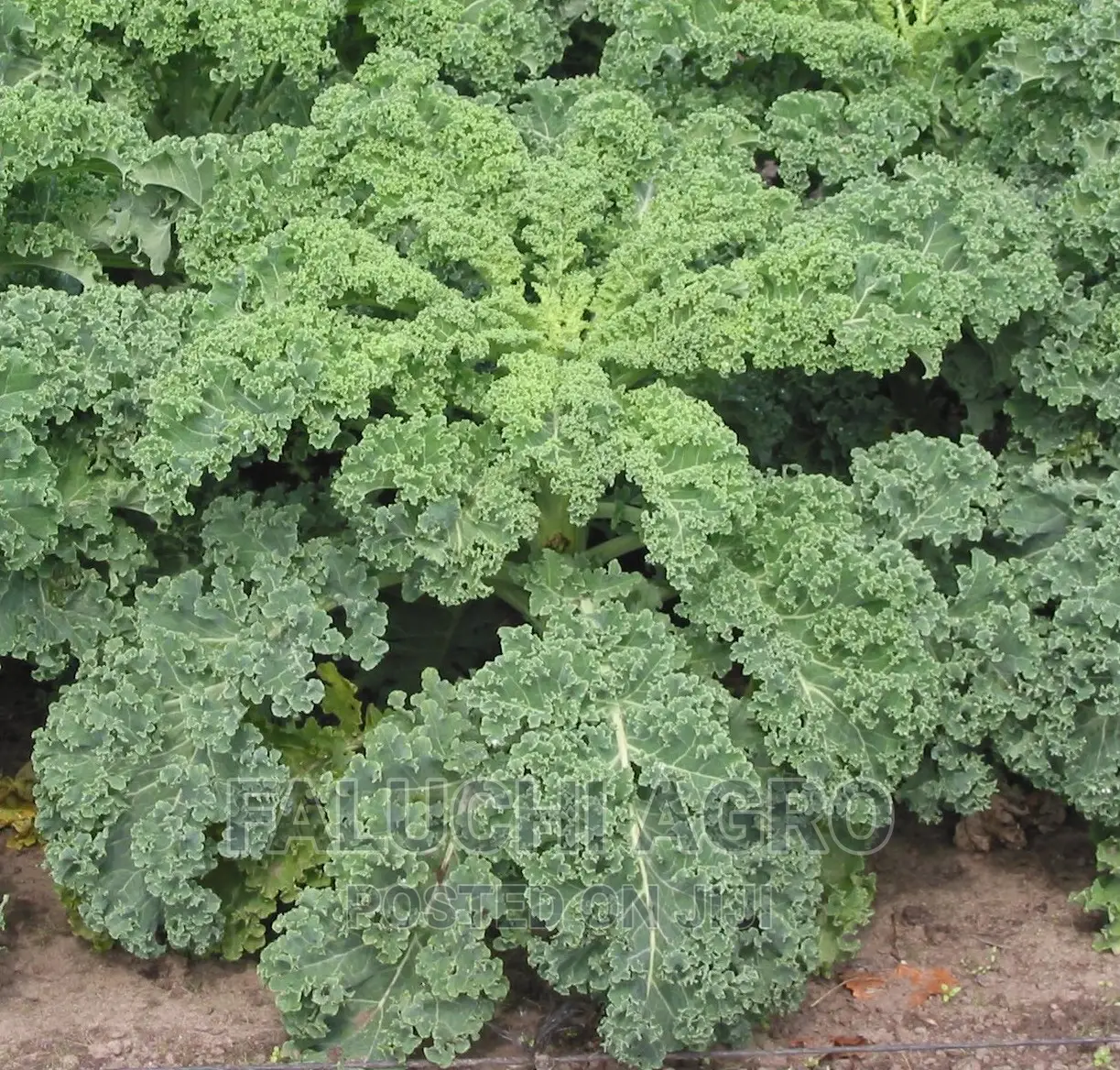 Curly Kale Seeds (2500 Seeds)