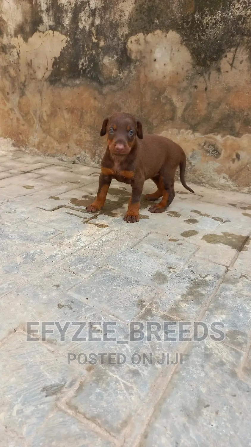 1-3 months Female Purebred Doberman Pinscher