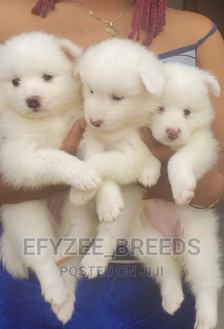 1-3 Month Male Purebred American Eskimo
