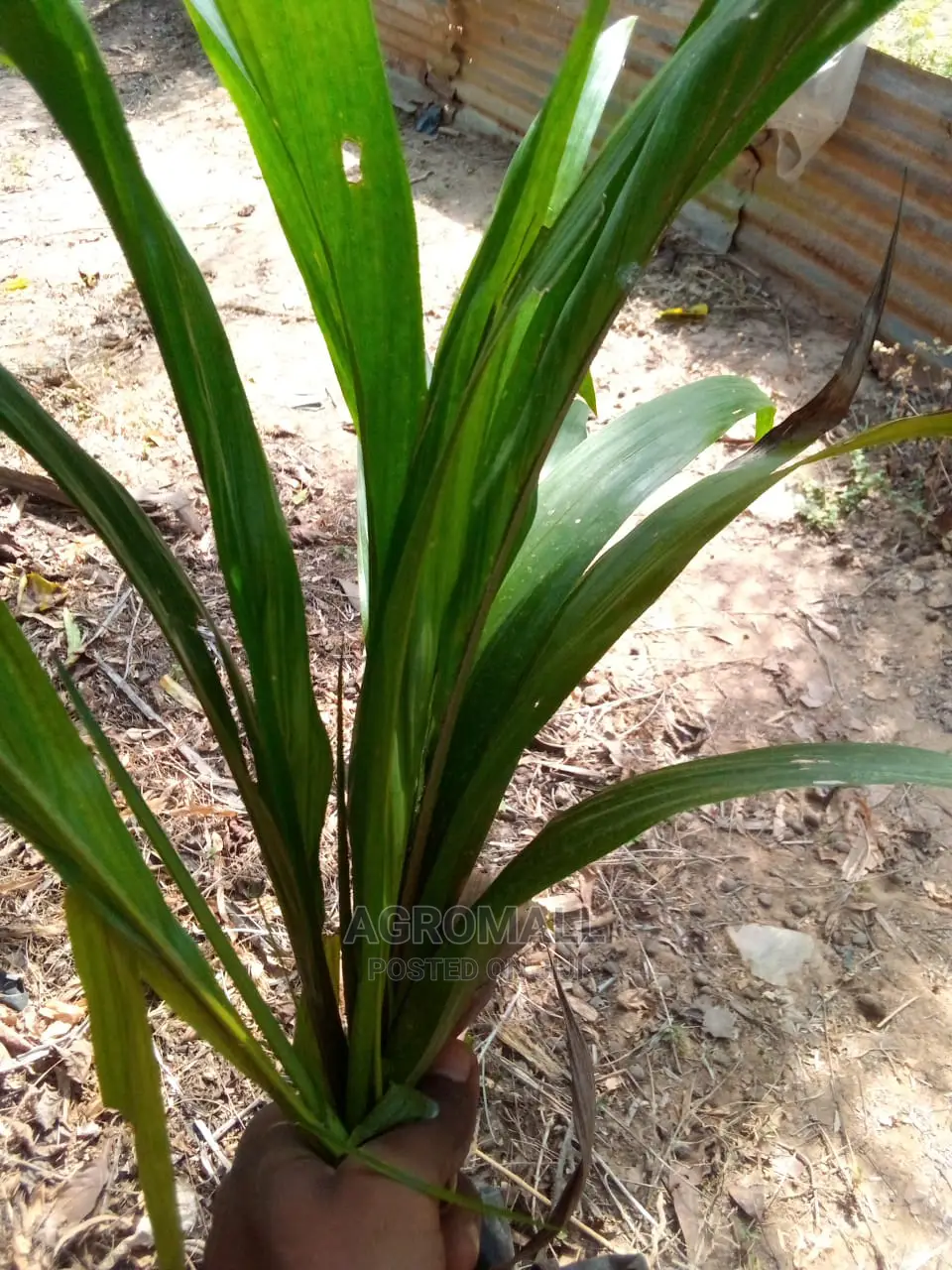 Tenera Oil Palm_1 Seedling