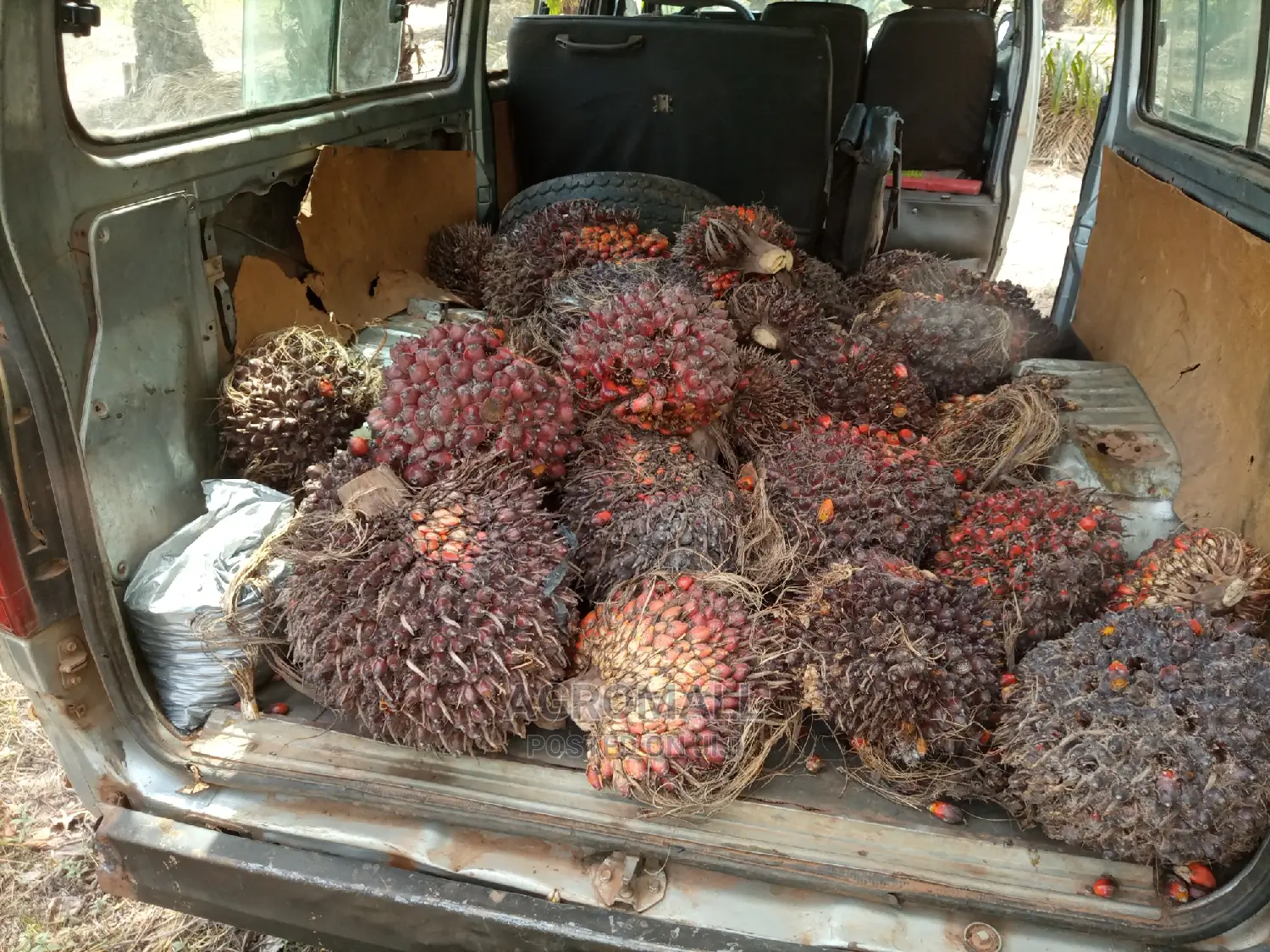 Tenera Oil Palm_1 Seedling