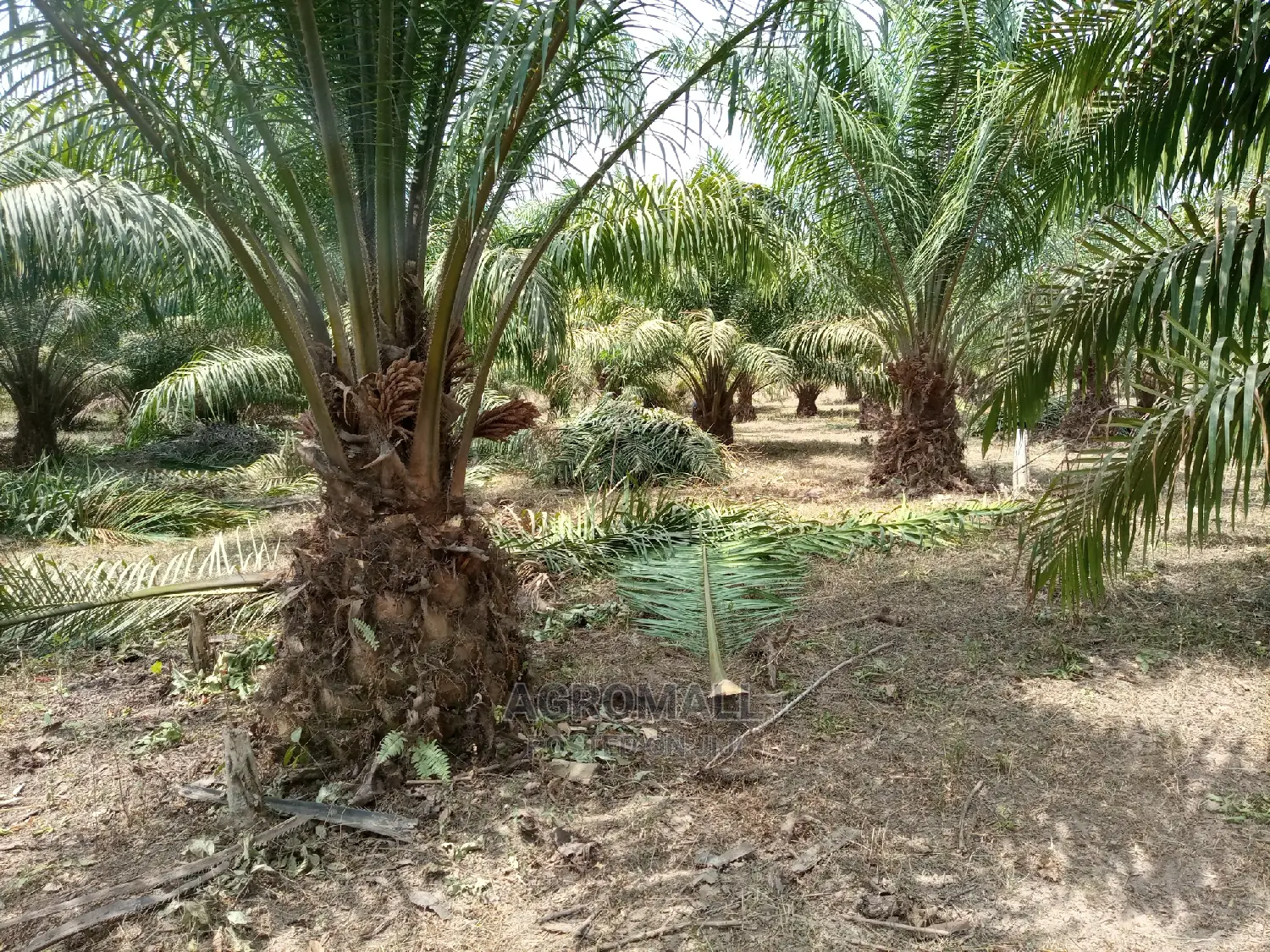 Tenera Oil Palm_1 Seedling