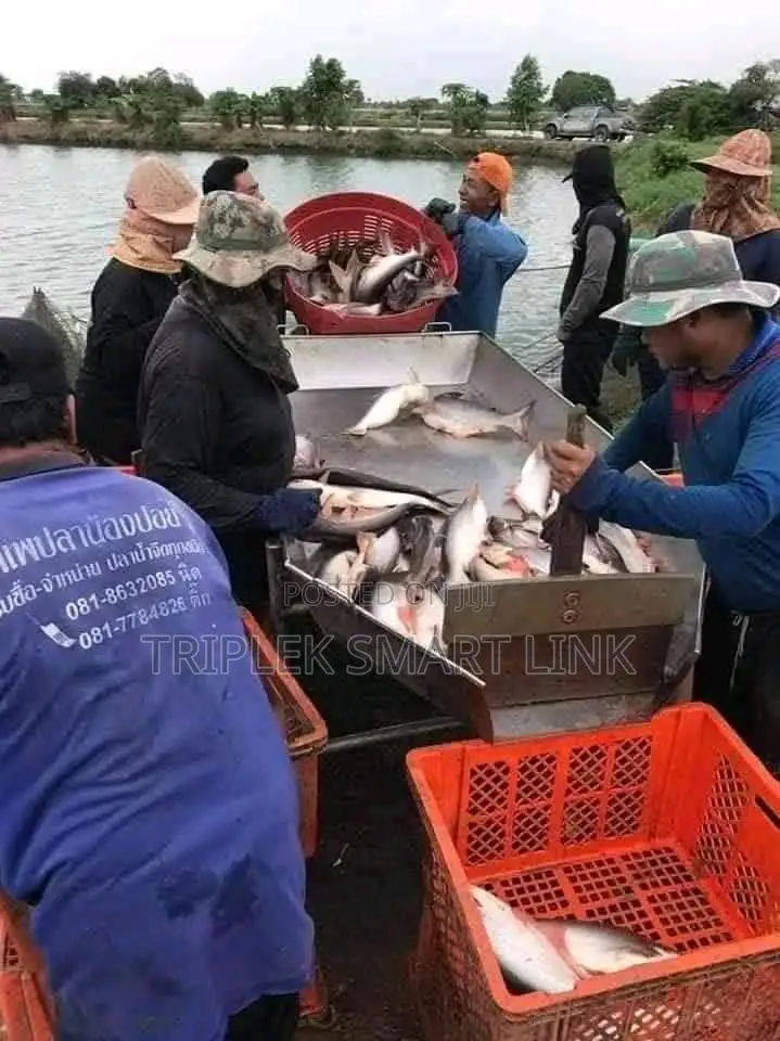 Quality Thailand Cut Cut Fish - 10kg
