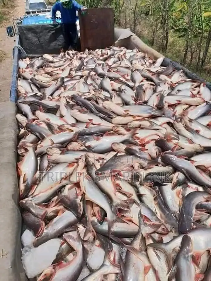 Quality Thailand Cut Cut Fish - 10kg