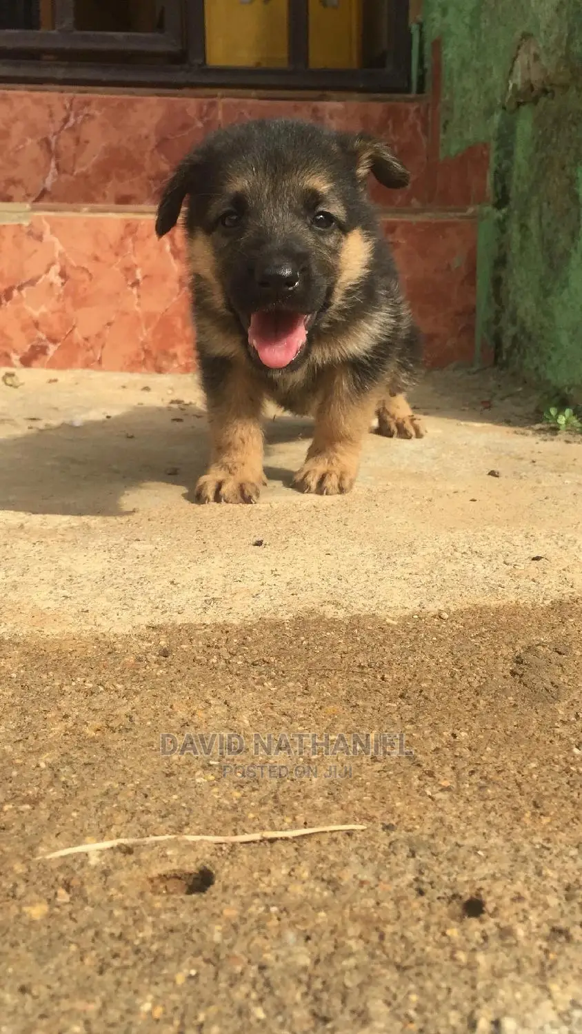 1-3 months Female Purebred German Shepherd