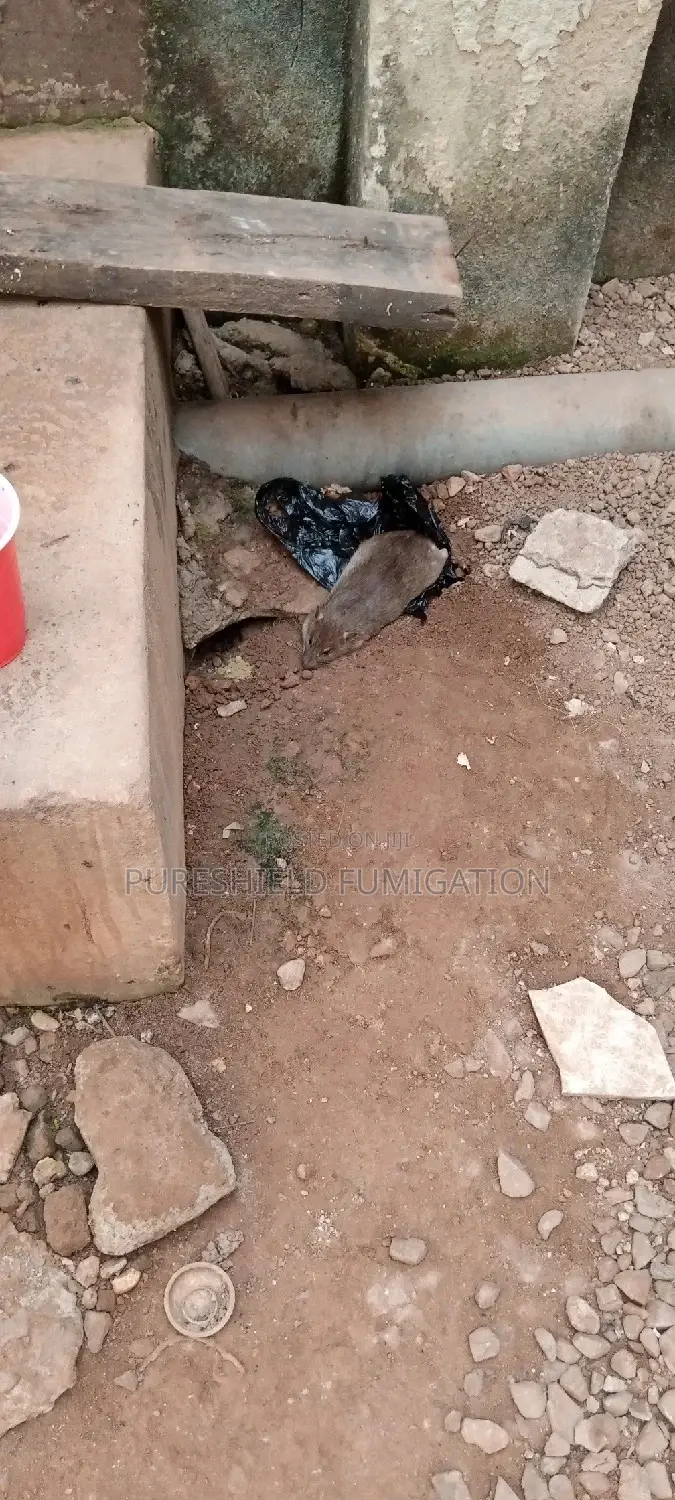 Best and Active Fumigation