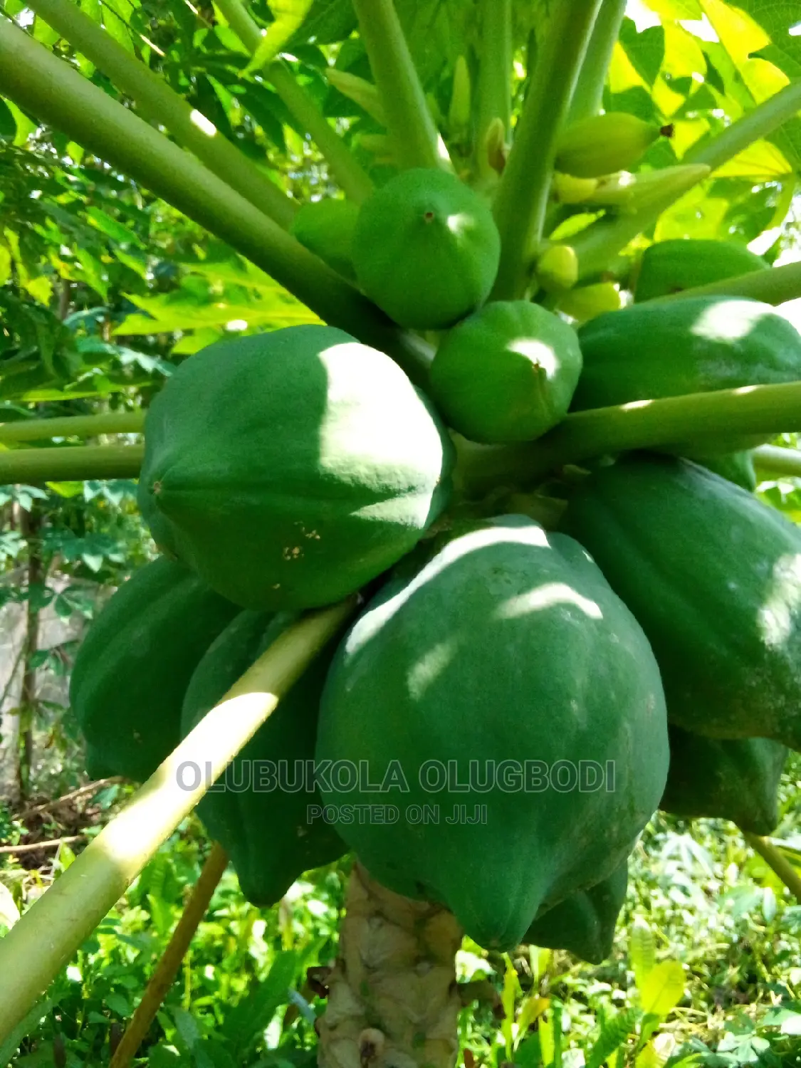 Dwarf Pawpaw Australia Seedlings