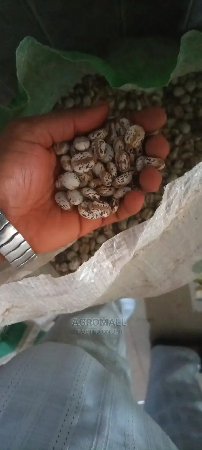 Castor Seeds (Brazilian White/Indian Brown)