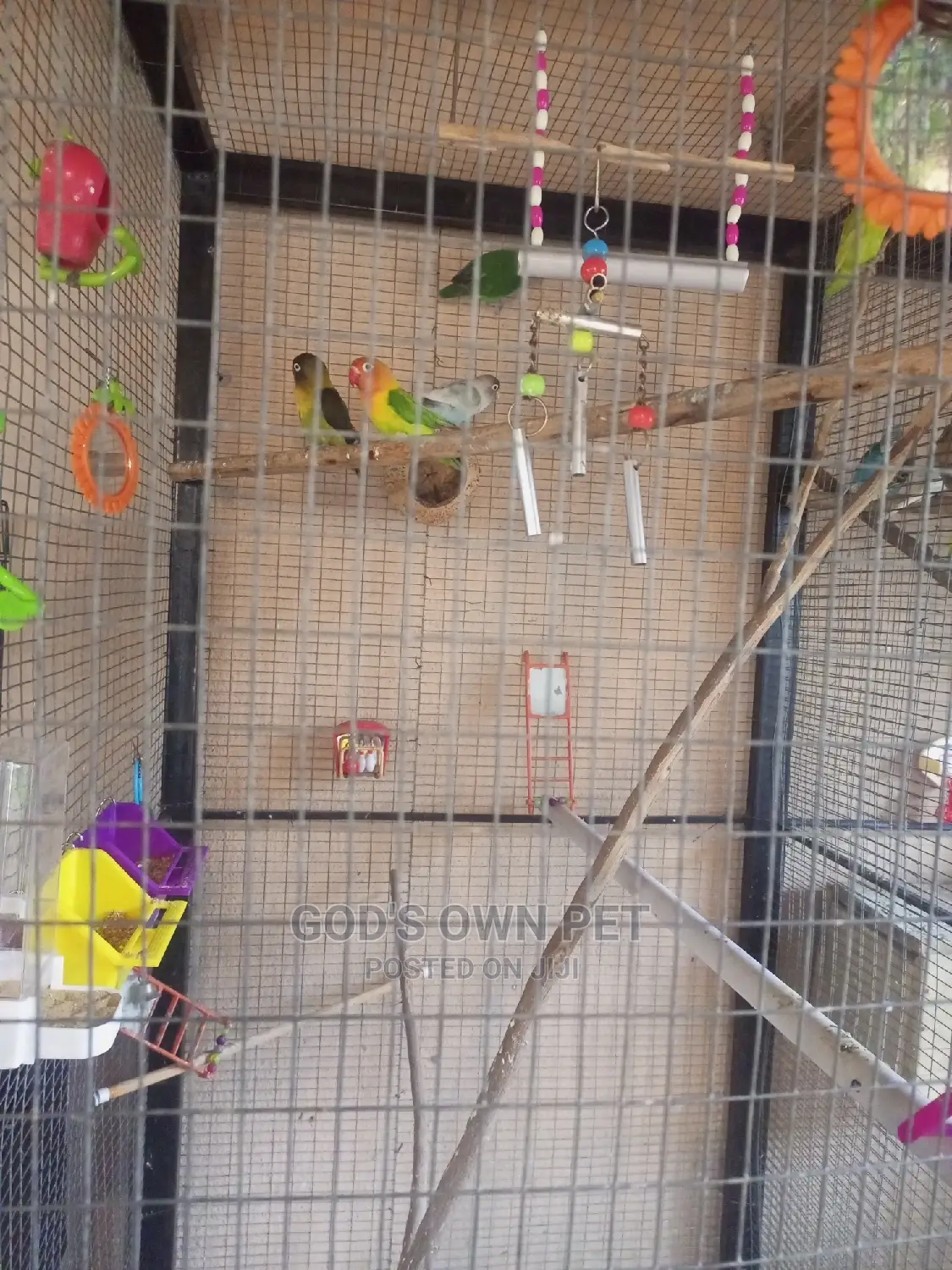 Lovely Well Healthy Budgies Parrots Is Available for Sale