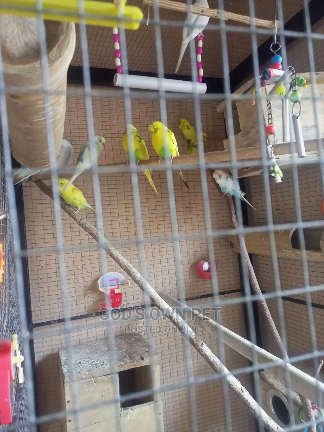 Lovely Well Healthy Budgies Parrots Is Available for Sale