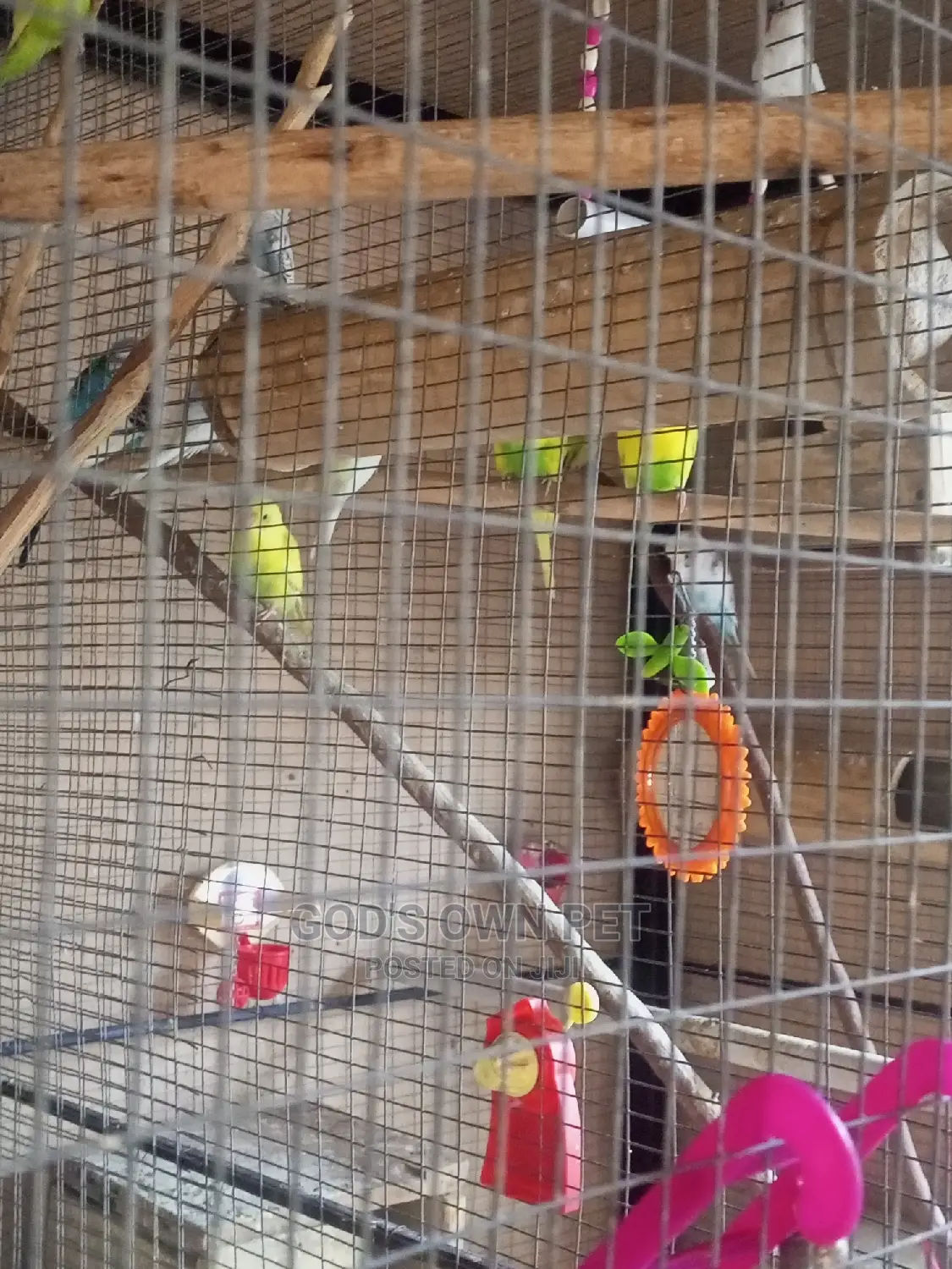Lovely Well Healthy Budgies Parrots Is Available for Sale
