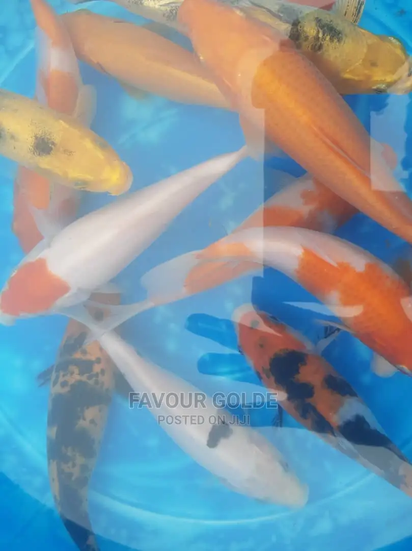 Koi Cap Fish