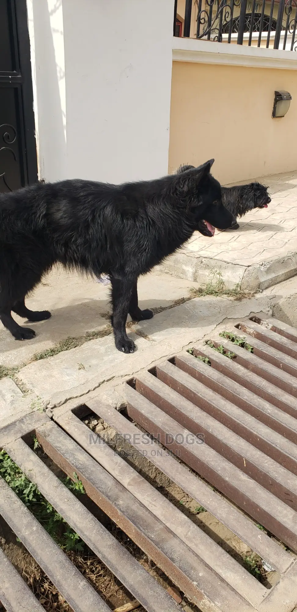 1+ year Male Purebred German Shepherd