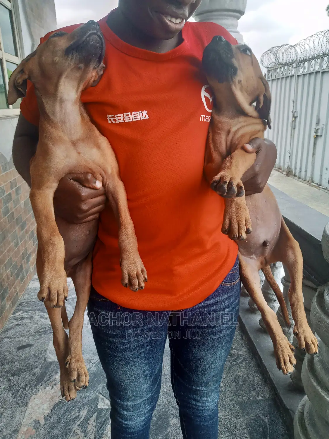 1-3 months Female Purebred Boerboel