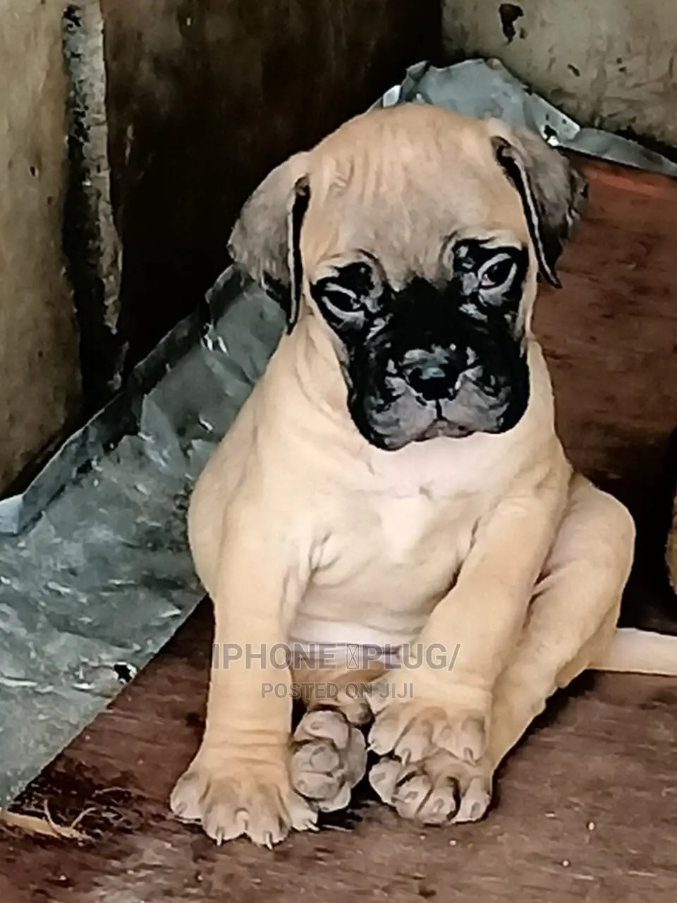 1-3 months Female Purebred Bullmastiff