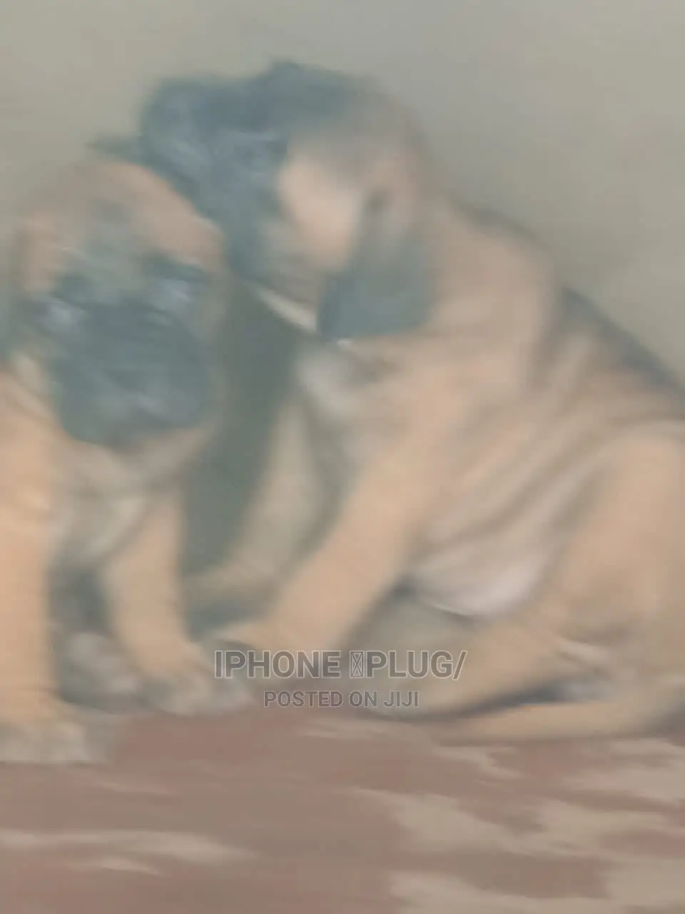 1-3 months Female Purebred Bullmastiff
