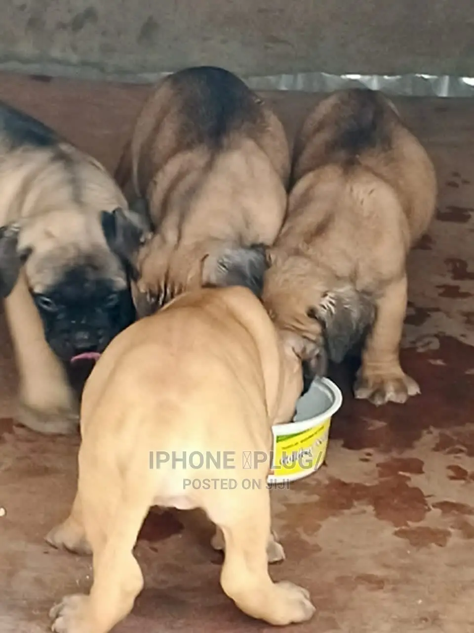 1-3 months Female Purebred Bullmastiff