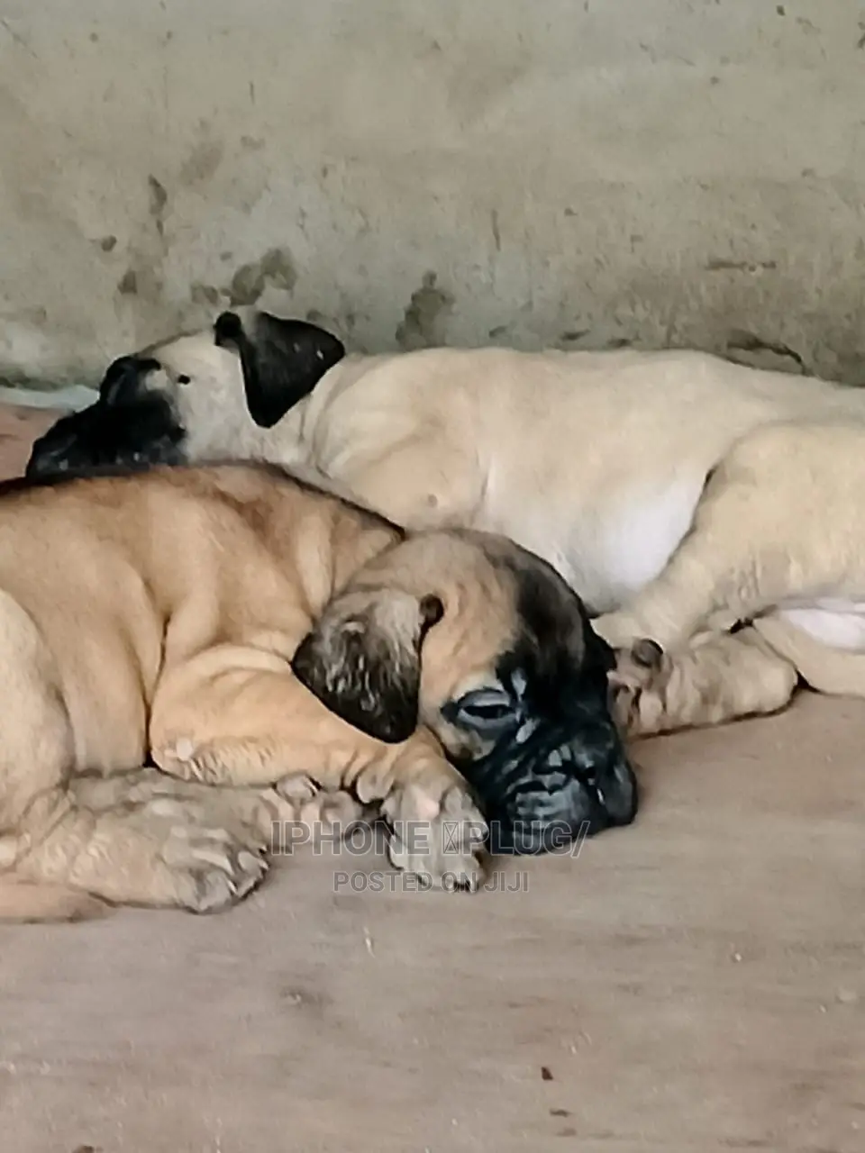 1-3 months Female Purebred Bullmastiff
