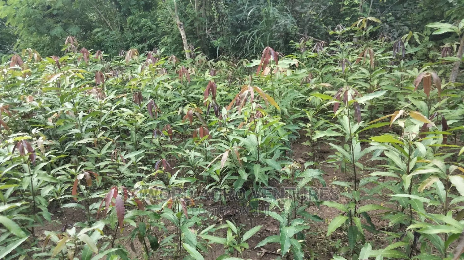 Hybrid Grafted Dwarf Mango Seedlings