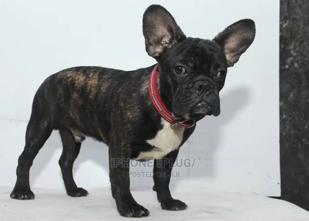 3-6 months Male Purebred French Bulldog