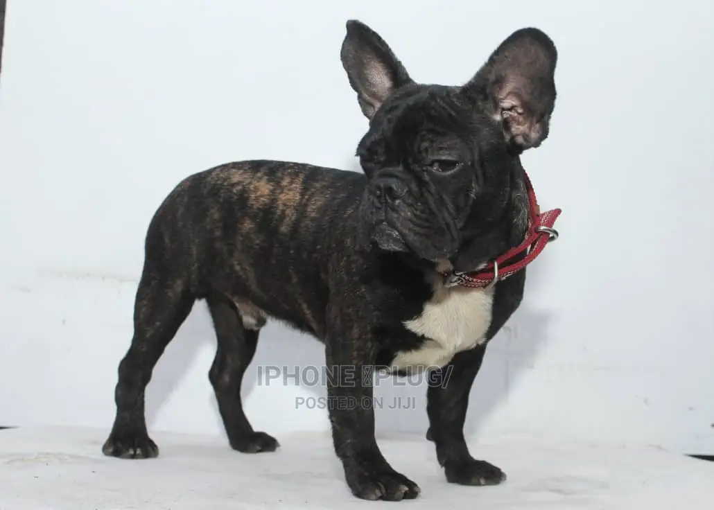 3-6 months Male Purebred French Bulldog