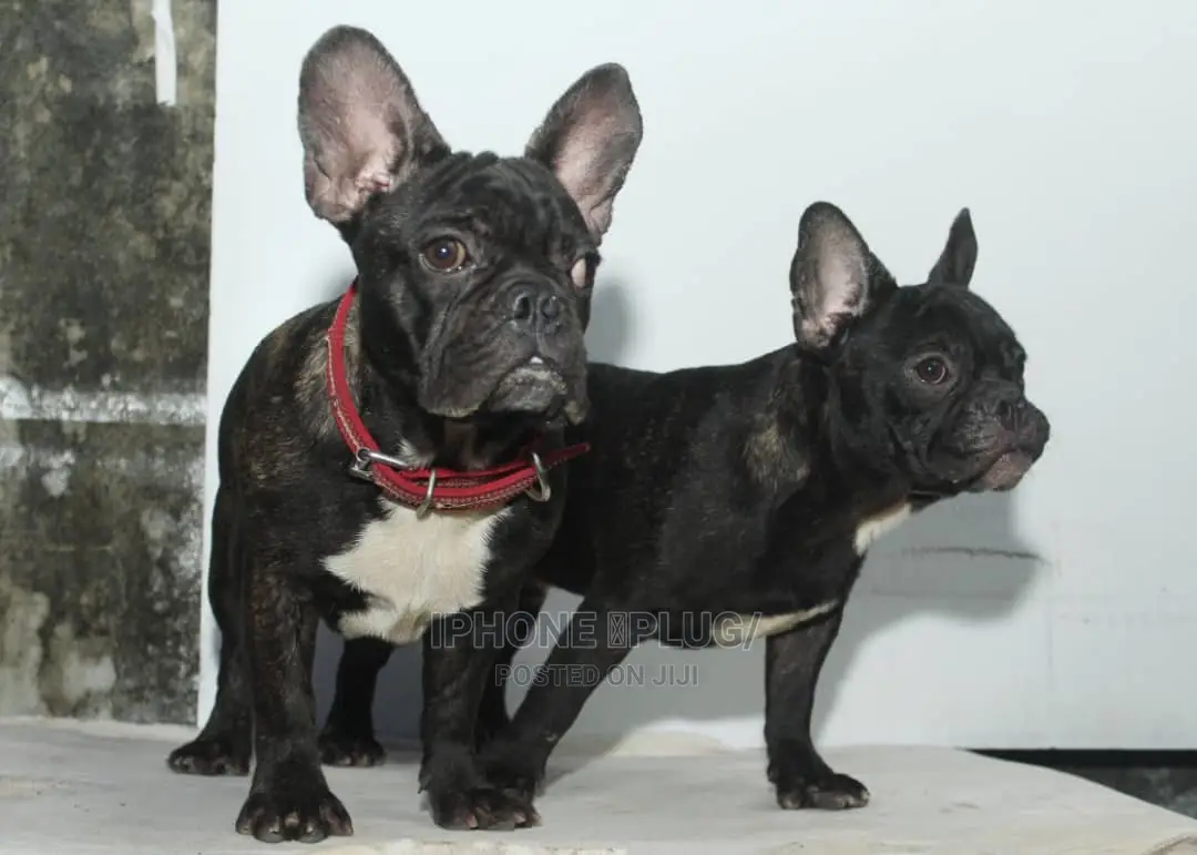 3-6 months Male Purebred French Bulldog