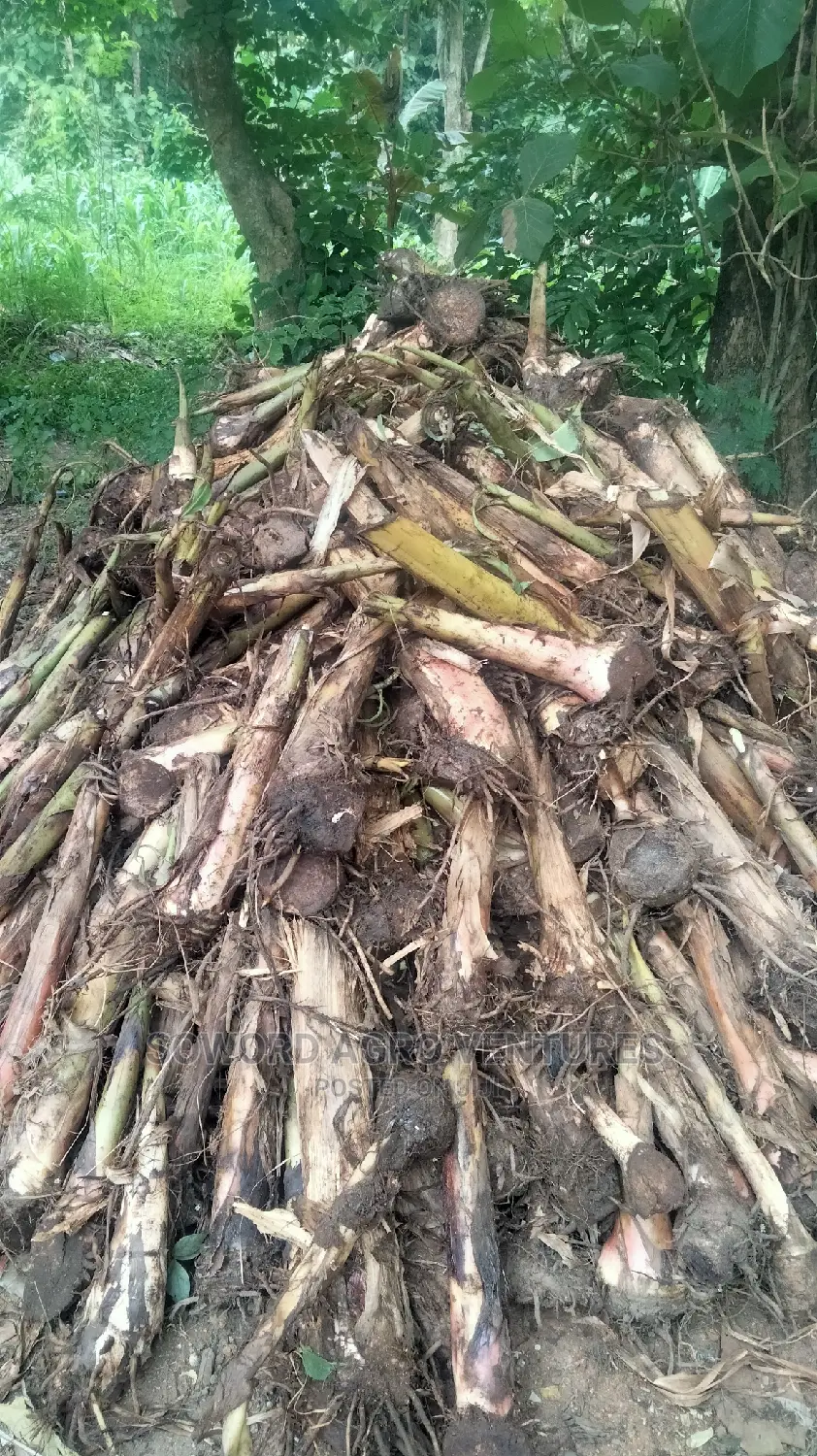 Hybrid Plantain and Banana Suckers